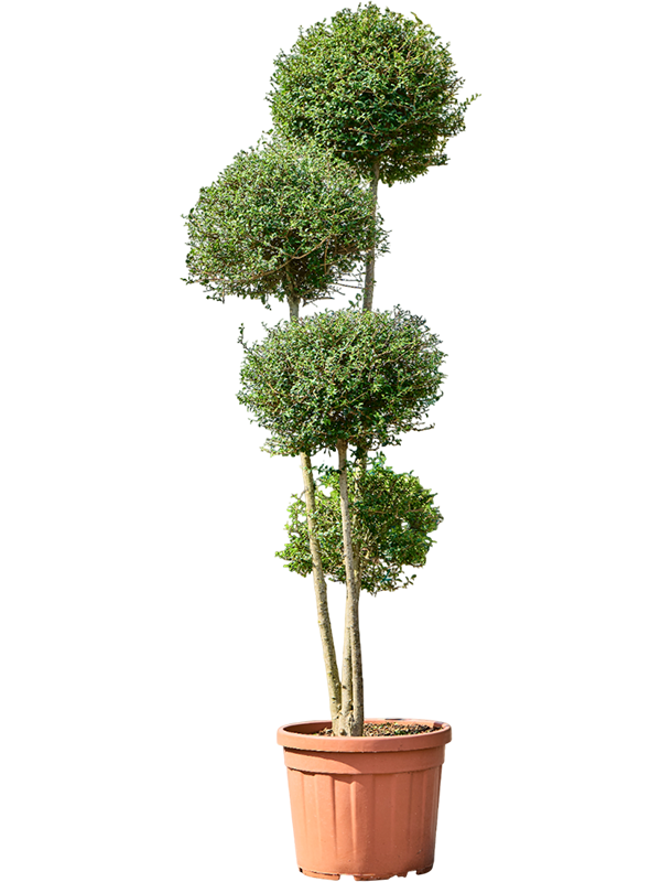 Planta naturala de exterior Pon Pon D75xH240cm Ligustrum Jonandrum PS45/36cm in pamant