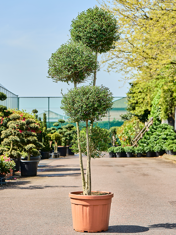 Planta naturala de exterior Pon Pon D75xH240cm Ligustrum Jonandrum PS45/36cm in pamant