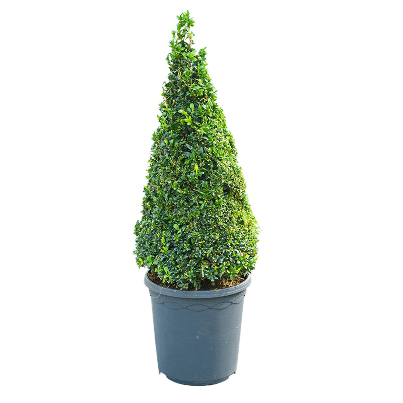 Planta naturala de exterior Pyramid (50+) D26xH70cm Buxus sempervirens PS23/22cm in pamant