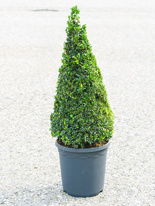 Planta naturala de exterior Pyramid (50+) D26xH70cm Buxus sempervirens PS23/22cm in pamant