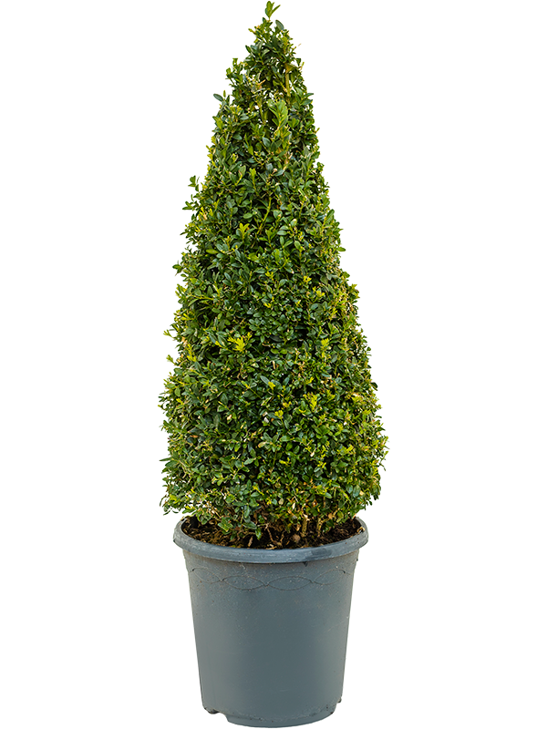 Planta naturala de exterior Pyramid (60+) D28xH90cm Buxus sempervirens PS26/25cm in pamant