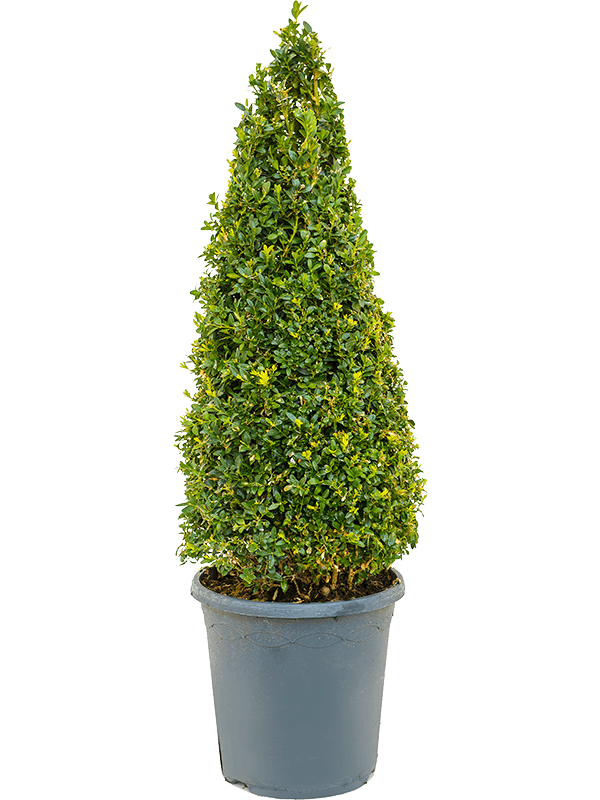 Planta naturala de exterior Pyramid (60+) D28xH90cm Buxus sempervirens PS26/25cm in pamant