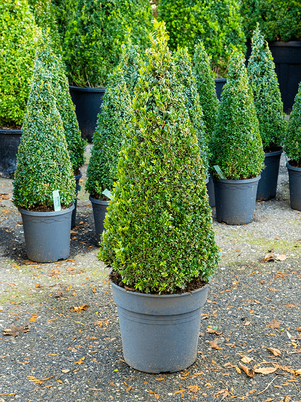 Planta naturala de exterior Pyramid (70+) D33xH100cm Buxus sempervirens PS29/27cm in pamant