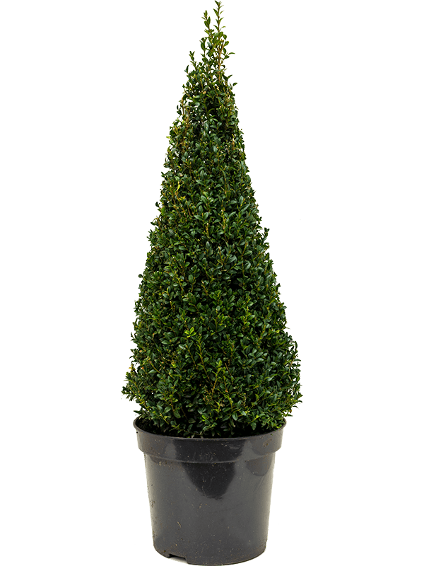 Planta naturala de exterior Pyramid (80) D40xH100cm Buxus sempervirens PS30/30cm in pamant