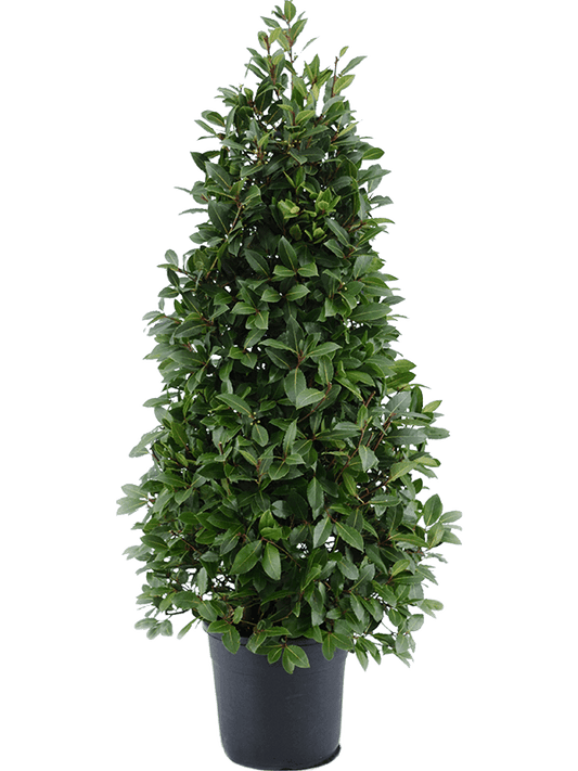 Planta naturala de exterior Pyramid D60xH150cm Laurus nobilis PS30/30cm in pamant