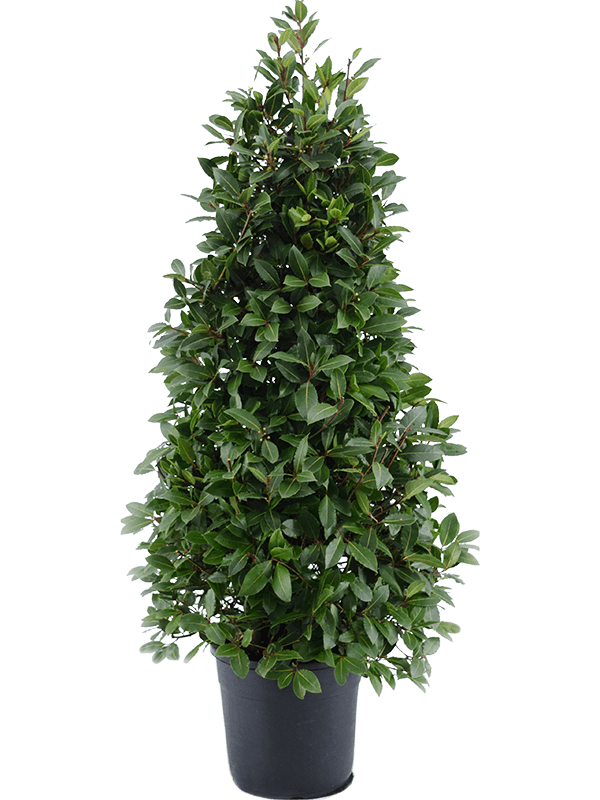 Planta naturala de exterior Pyramid D60xH150cm Laurus nobilis PS30/30cm in pamant