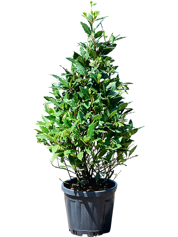 Planta naturala de exterior Pyramid D60xH90cm Laurus nobilis PS25/25cm in pamant