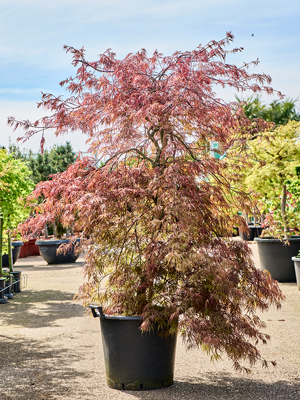 Planta naturala de exterior Special stem D130xH185cm Acer palmatum 'Garnet' (170-200) PS50/40cm in pamant