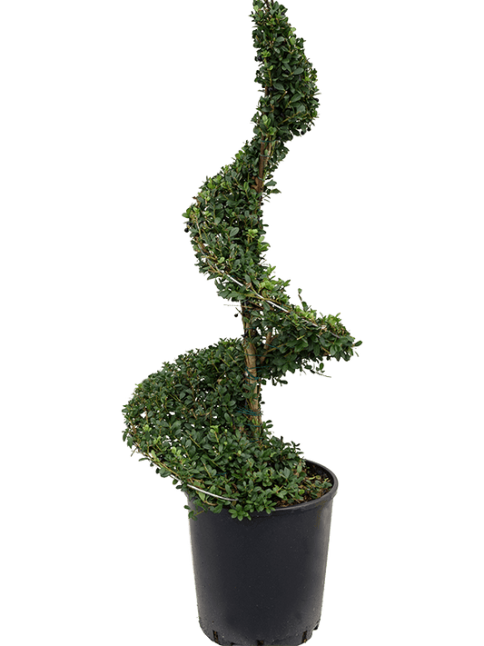 Planta naturala de exterior Spiral D45xH110cm Ilex crenata 'Dark Green' PS30/28cm in pamant