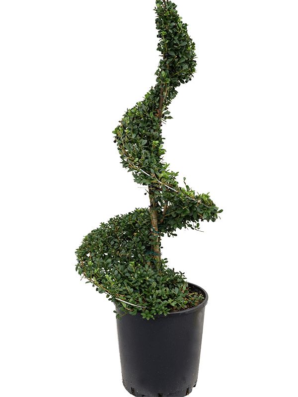 Planta naturala de exterior Spiral D45xH110cm Ilex crenata 'Dark Green' PS30/28cm in pamant