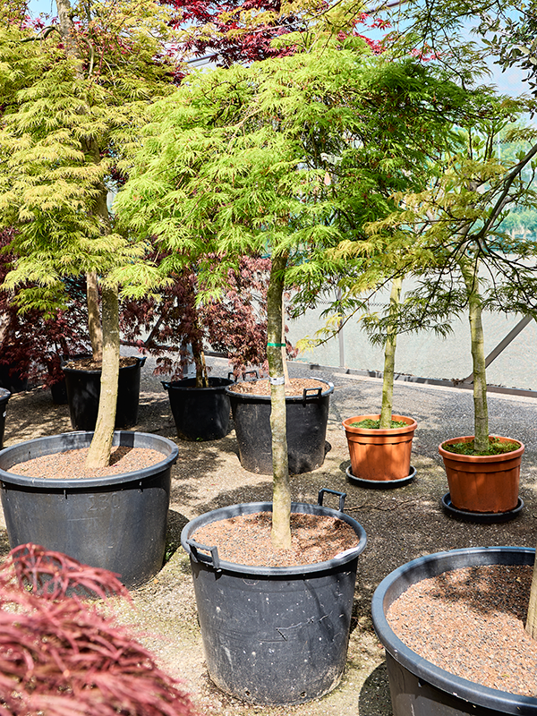 Planta naturala de exterior Stamm D140xH240cm Acer pal. diss. 'Green Lace' PS65/50cm in pamant