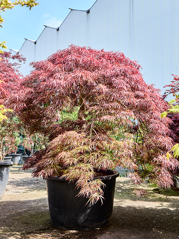 Planta naturala de exterior Stamm D240xH220cm Acer pal. diss. 'Ornatum' PS102/65cm in pamant