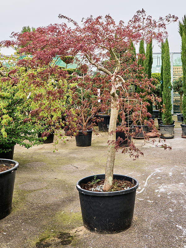 Planta naturala de exterior Stamm D240xH230cm Acer pal. diss. 'Inaba-shidare' PS68/47cm in pamant