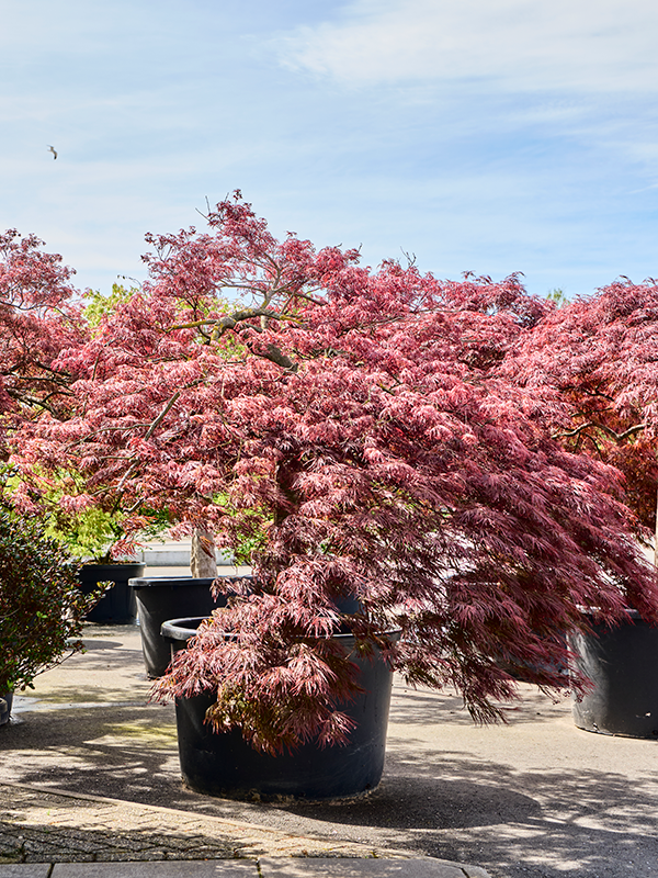 Planta naturala de exterior Stamm D240xH300cm Acer pal. diss 'Crimson Queen' PS100/65cm in pamant