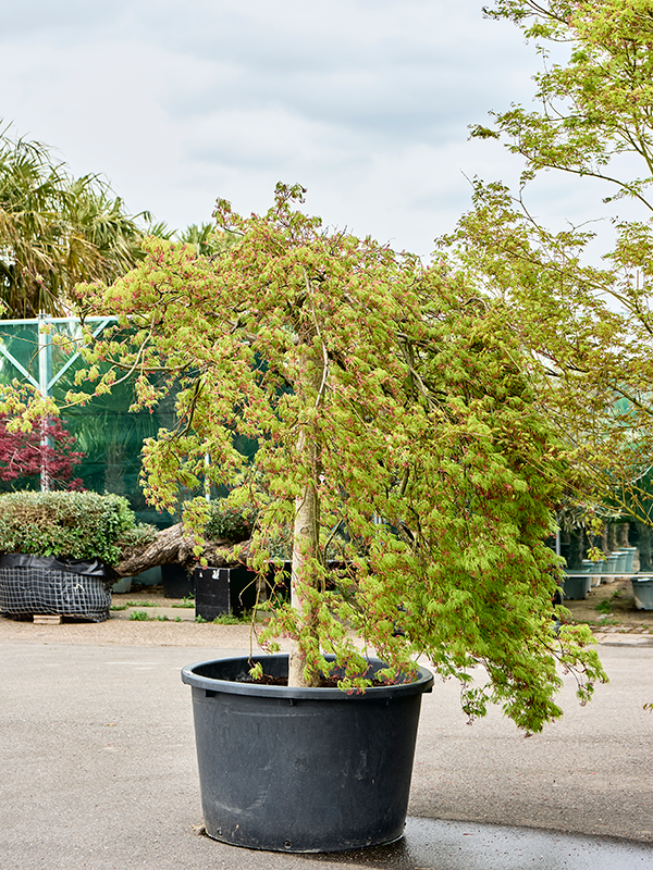 Planta naturala de exterior Stamm D260xH260cm Acer pal. diss. 'Green Lace' PS103/66cm in pamant