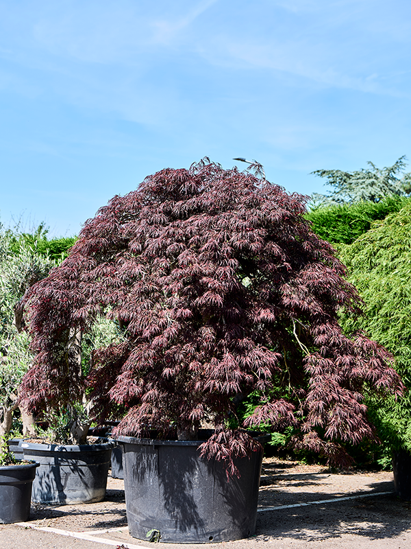 Planta naturala de exterior Stamm verzweigt D250xH260cm Acer pal. diss. 'Garnet' PS108/69cm in pamant