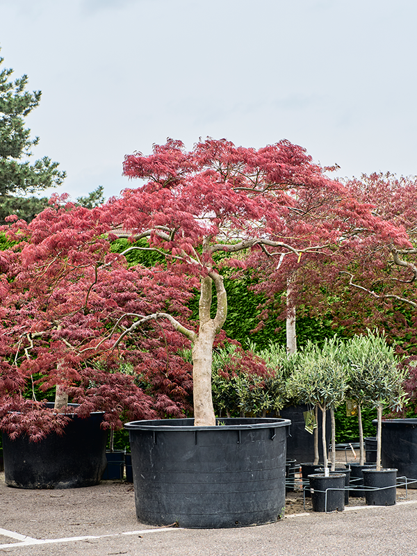 Planta naturala de exterior Stamm verzweigt D280xH280cm Acer pal. diss. 'Garnet' PS120/69cm in pamant