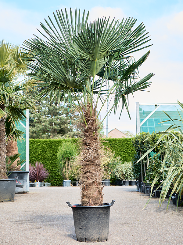 Planta naturala de exterior Stem (100-120) D180xH230cm Trachycarpus fortunei (200-260) PS48/41cm in pamant