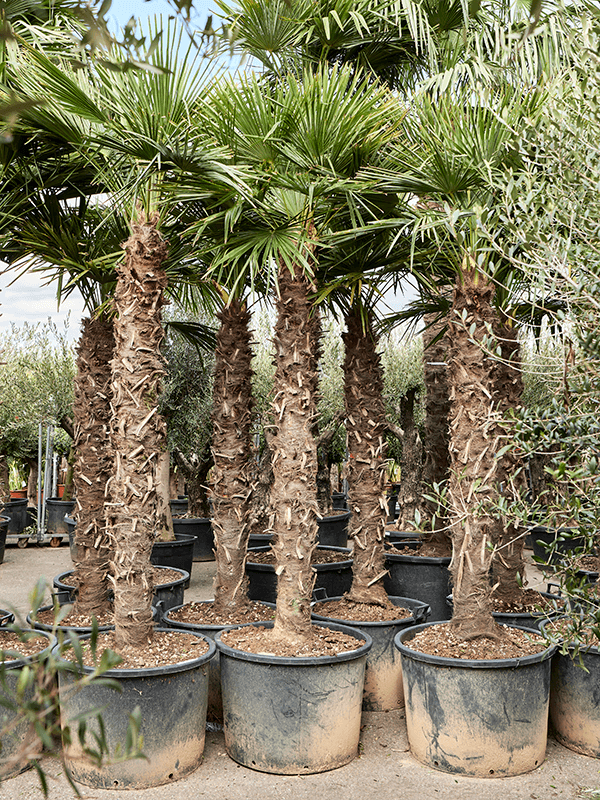 Planta naturala de exterior Stem (180-200) D150xH350cm Trachycarpus fortunei (340-360) PS95/55cm in pamant