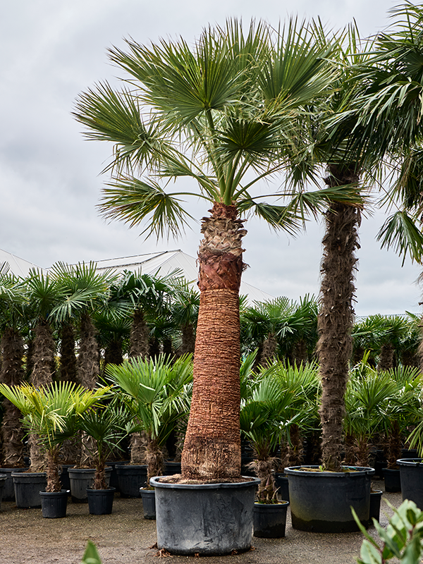 Planta naturala de exterior Stem (220-260) D275xH500cm Washingtonia filifera (475-525) PS110/68cm in pamant