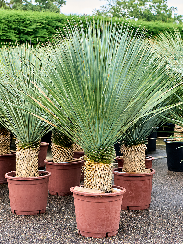 Planta naturala de exterior Stem (30-40) D100xH140cm Yucca rostrata (130-140) PS38/32cm in pamant