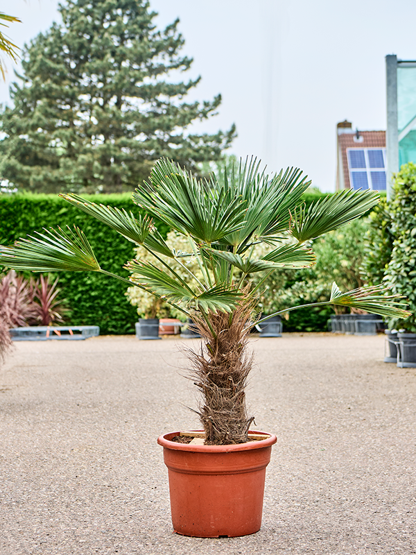 Planta naturala de exterior Stem (30-40) D70xH125cm Trachycarpus wagnerianus PS35/28cm in pamant