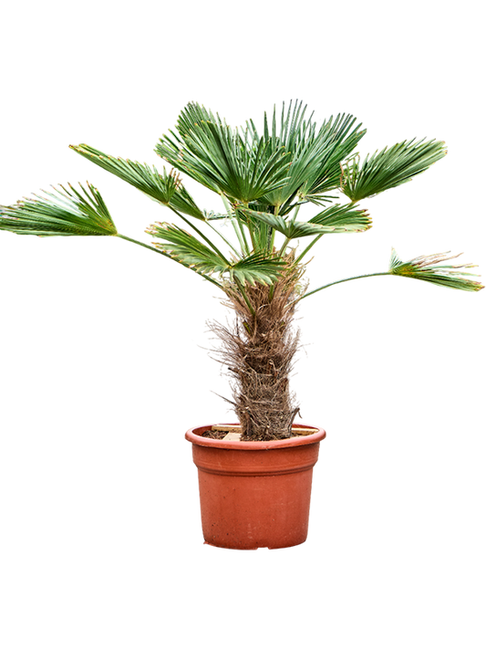 Planta naturala de exterior Stem (30-40) D70xH125cm Trachycarpus wagnerianus PS35/28cm in pamant