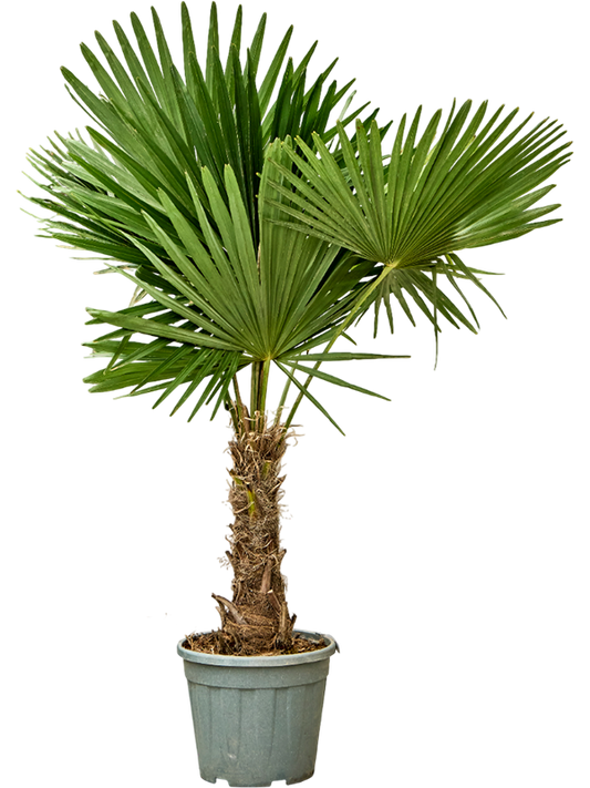 Planta naturala de exterior Stem (30-40) D90xH165cm Trachycarpus fortunei (150-180) PS35/31cm in pamant