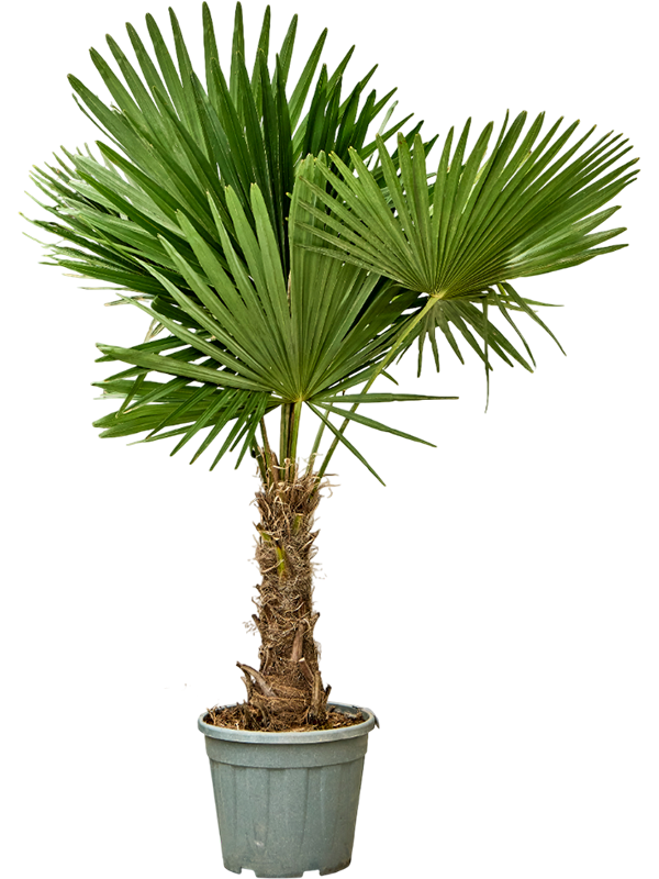 Planta naturala de exterior Stem (30-40) D90xH165cm Trachycarpus fortunei (150-180) PS35/31cm in pamant