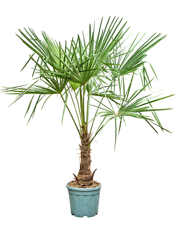 Planta naturala de exterior Stem (30-40) D90xH190cm Trachycarpus fortunei (160-200) PS30/29cm in pamant