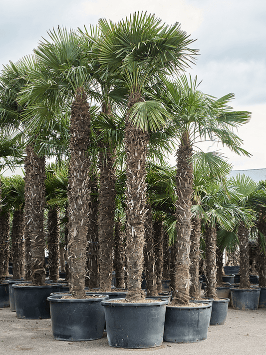 Planta naturala de exterior Stem (300-340) D180xH540cm Trachycarpus fortunei (520-560) PS100/65cm in pamant