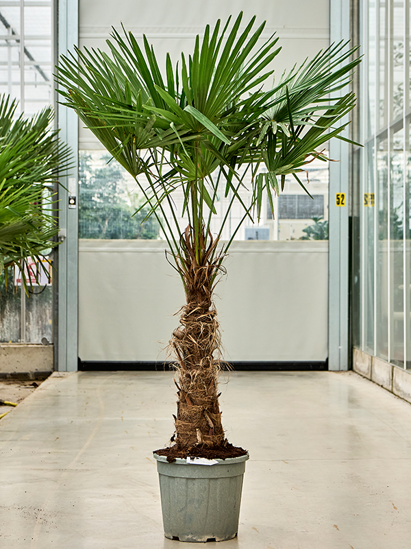 Planta naturala de exterior Stem (40-50) D100xH175cm Trachycarpus fortunei (160-200) PS35/32cm in pamant