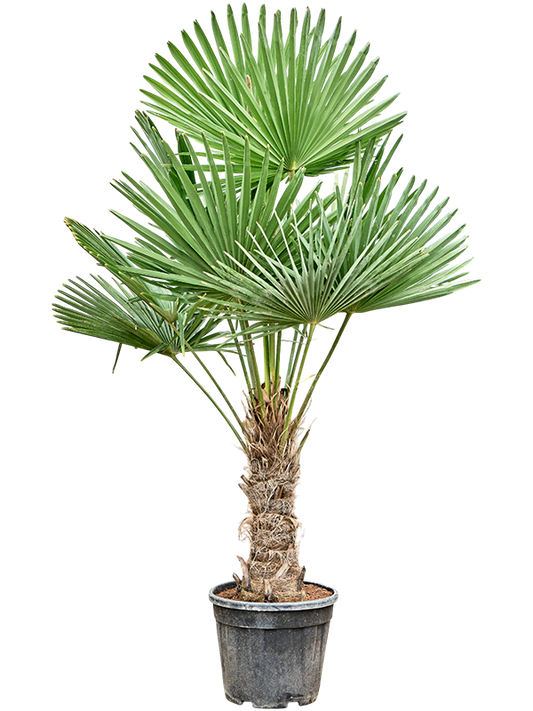 Planta naturala de exterior Stem (40-50) D100xH190cm Trachycarpus fortunei (180-200) PS40/36cm in pamant