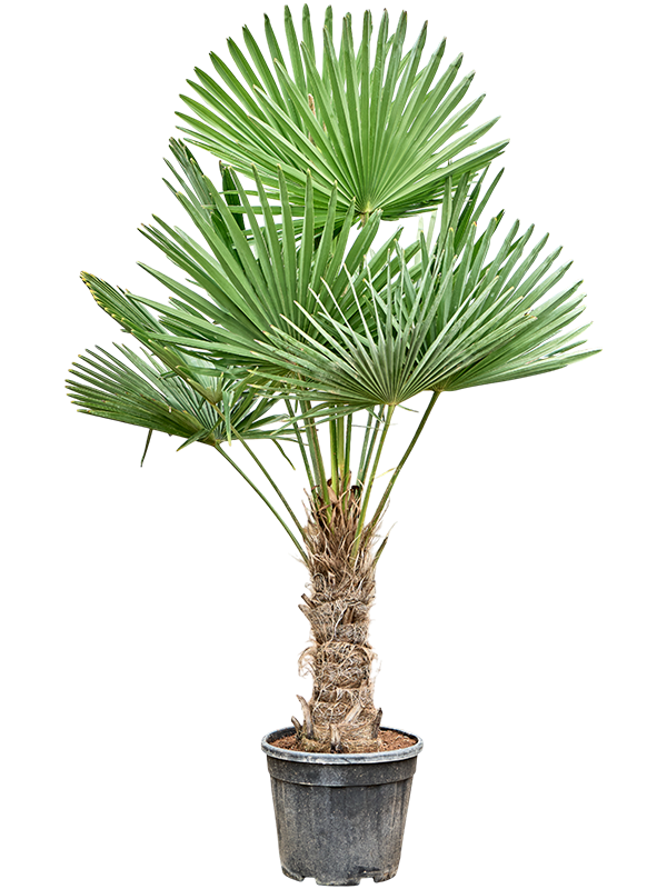 Planta naturala de exterior Stem (40-50) D100xH190cm Trachycarpus fortunei (180-200) PS40/36cm in pamant
