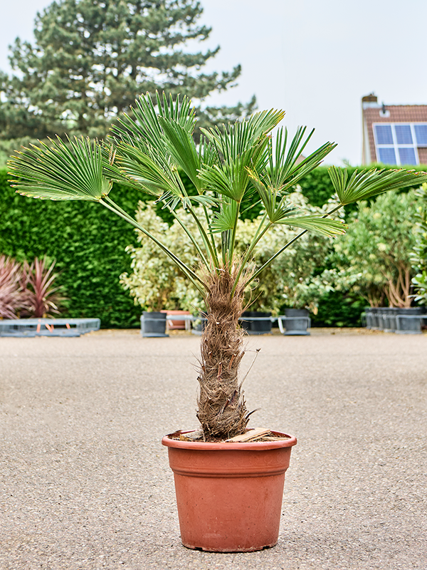 Planta naturala de exterior Stem (40-50) D70xH135cm Trachycarpus wagnerianus PS35/28cm in pamant