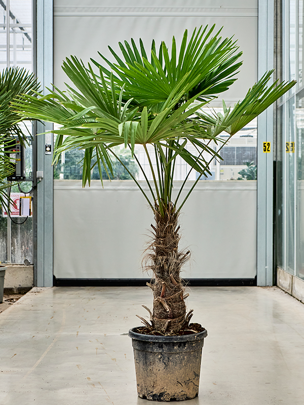 Planta naturala de exterior Stem (50-60) D120xH190cm Trachycarpus fortunei (180-200) PS40/35cm in pamant