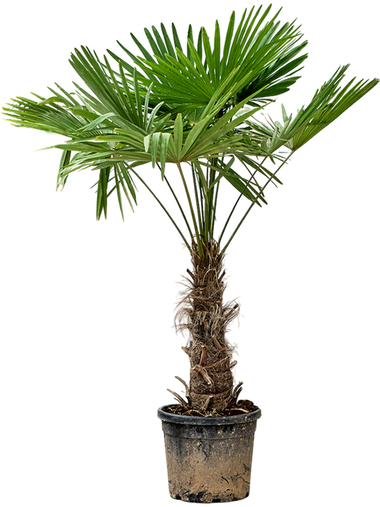 Planta naturala de exterior Stem (50-60) D120xH190cm Trachycarpus fortunei (180-200) PS40/35cm in pamant