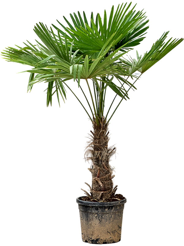 Planta naturala de exterior Stem (50-60) D120xH190cm Trachycarpus fortunei (180-200) PS40/35cm in pamant