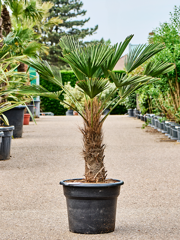 Planta naturala de exterior Stem (50-60) D70xH140cm Trachycarpus wagnerianus PS45/38cm in pamant