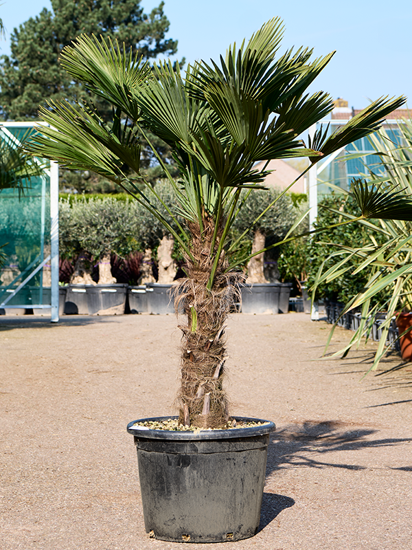 Planta naturala de exterior Stem (60-70) D80xH180cm Trachycarpus wagnerianus PS50/44cm in pamant