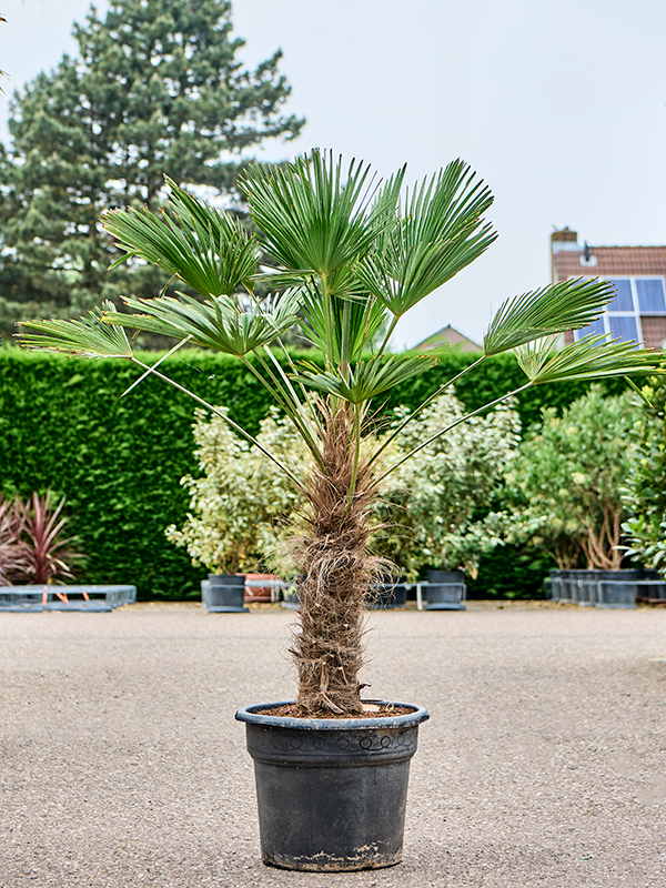 Planta naturala de exterior Stem (60-70) D90xH160cm Trachycarpus wagnerianus PS45/37cm in pamant