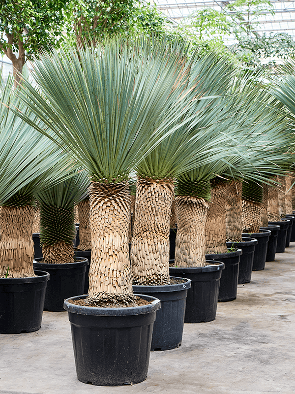 Planta naturala de exterior Stem (60-80) D120xH165cm Yucca rostrata (170-200) PS48/41cm in pamant