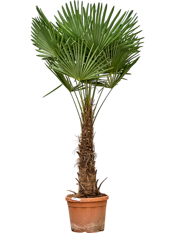 Planta naturala de exterior Stem (60-80) D130xH210cm Trachycarpus fortunei (190-230) PS45/39cm in pamant
