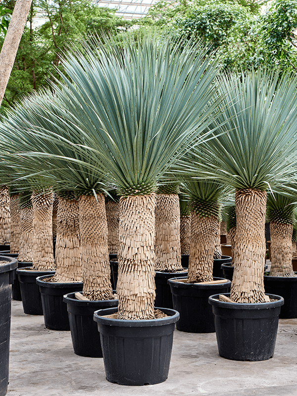 Planta naturala de exterior Stem (70-80) D120xH200cm Yucca rostrata (190-200) PS55/43cm in pamant