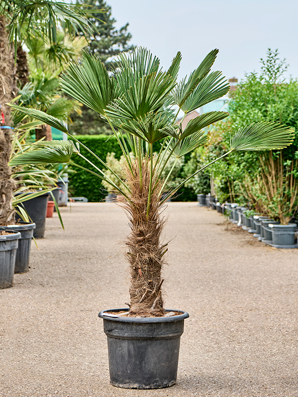 Planta naturala de exterior Stem (70-80) D90xH170cm Trachycarpus wagnerianus PS45/37cm in pamant