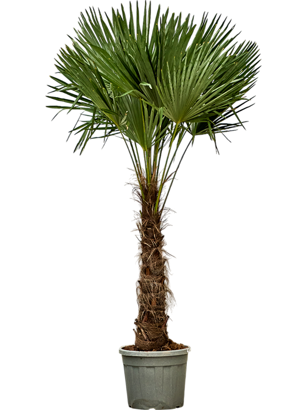 Planta naturala de exterior Stem (80-100) D140xH250cm Trachycarpus fortunei (240-260) PS50/43cm in pamant