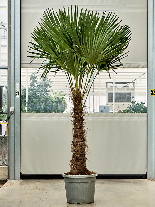 Planta naturala de exterior Stem (80-100) D140xH275cm Trachycarpus fortunei (250-300) PS50/43cm in pamant