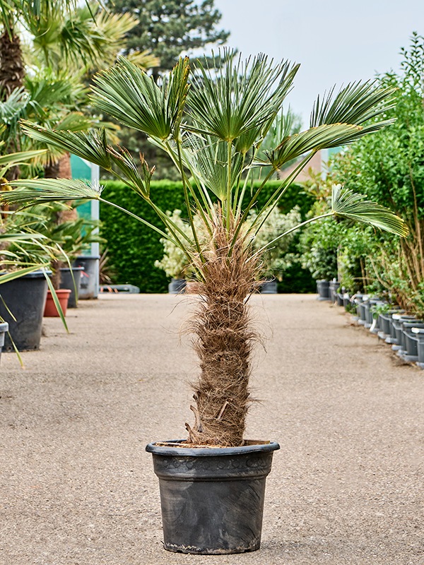 Planta naturala de exterior Stem (80-90) D100xH180cm Trachycarpus wagnerianus PS45/37cm in pamant