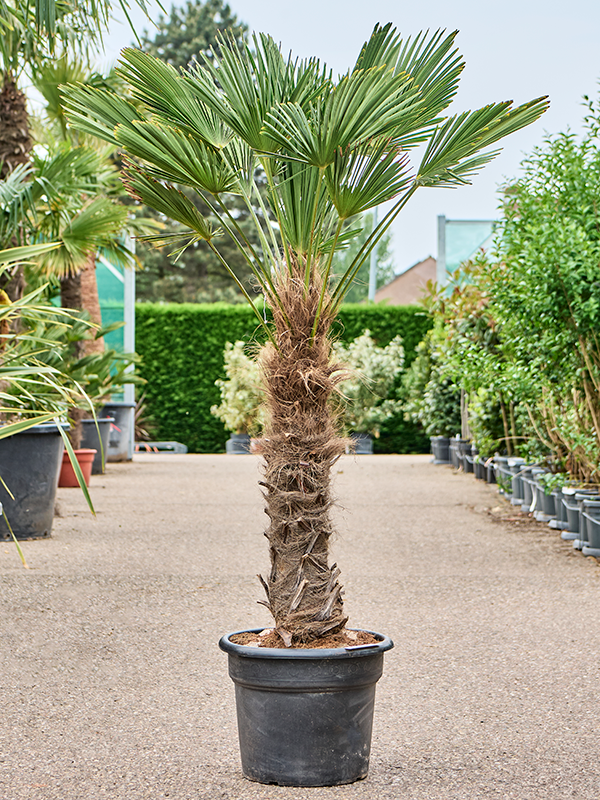 Planta naturala de exterior Stem (90-100) D100xH200cm Trachycarpus wagnerianus PS45/37cm in pamant