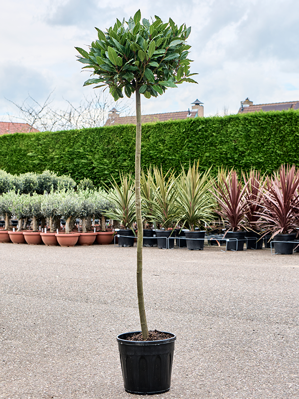 Planta naturala de exterior Stem/ball D40xH150cm Laurus nobilis PS25/25cm in pamant